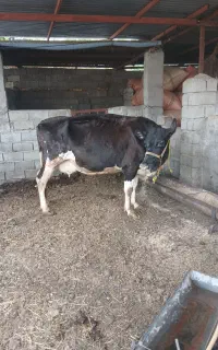 گاواوست ۶ماه