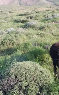 نیازمند چوپان