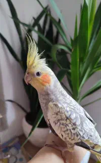 عروس هلندی