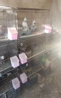 جفت کنی کبوتر