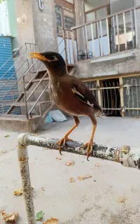 مینا