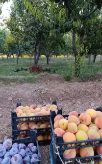 هلو زعفرانی هسته جدا