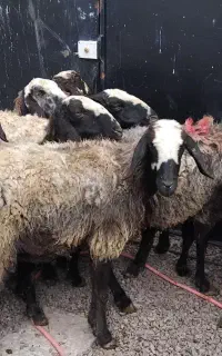 شیشک گوسفند
