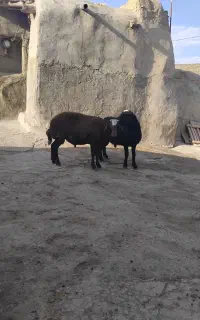 شیشک قوچ افشاری