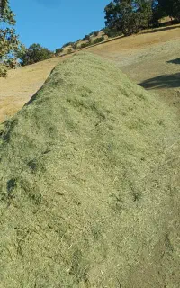 یونجه