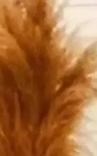 خریدار گندم