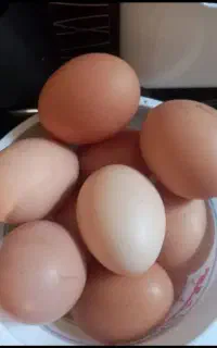 تخم مرغ محلی نطفه دار