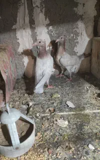 سار کاکولی