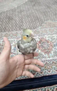 یک عدد عروس هلندی 2 ماهه گمشده