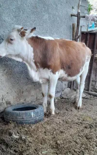گوساله