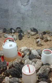 بلدرچین