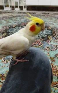 عروس هلندی گمشده