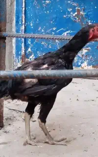 مرغ لاری