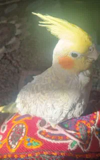 عروس هلندی سرلاکی