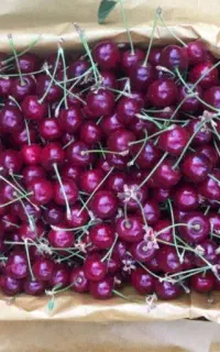 آلبالو گیلاسی اعلا