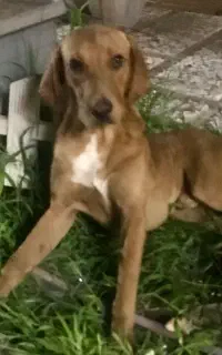 گمشده