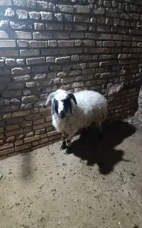 بره