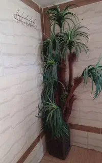 نخل تزئینی ۱.۲۰۰.۰۰۰