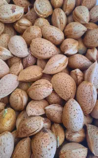 بادام آبی