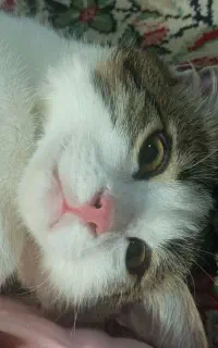 گربه