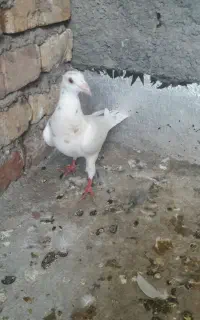 مجسمه ‌کفتر سار