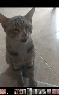 گربه گم شده.