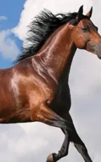 خرید و فروش اسب
