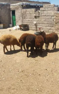 پنج راس بره شیر مست دامازدیق
