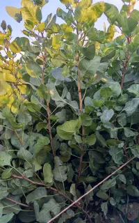 نهالستانه پسته انتظاری