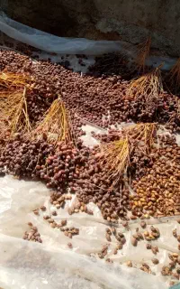 فروش ضایعات وکنگه