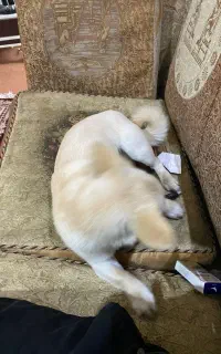 گمشده