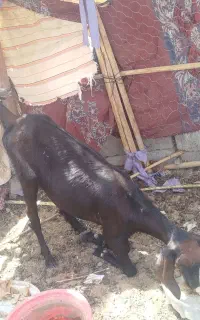 بز مری