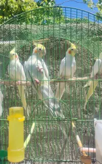 معاوضه نداریم