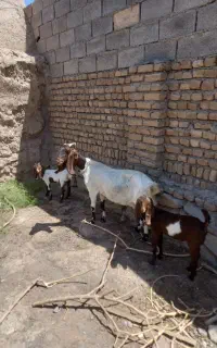 بز زایده
