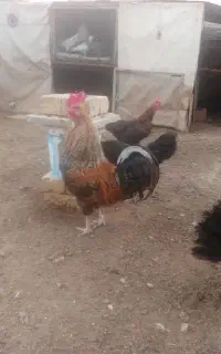 خروس خونگی