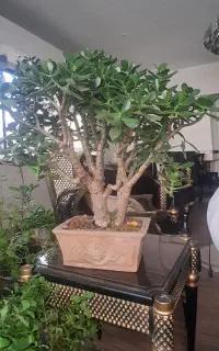 بونسای ۵۰ ساله