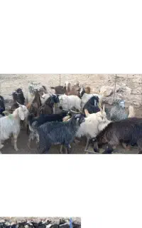 بزغاله نر