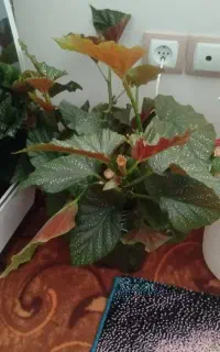 گل و گیاه طبیعی