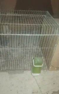 معاوزه با یه جفت کفتر شاهزده،یاسرخ خال سیاه