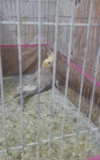 جوجه عروس هلندی