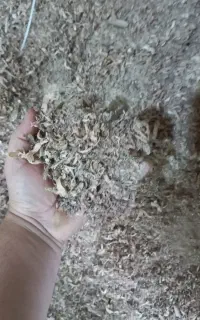 خاک اره گنده گی وخراطی