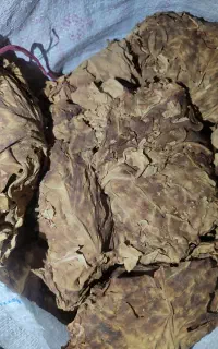 برگ زرد