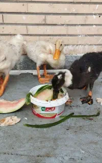 اُردک فروشی