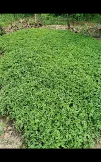 نهال گوجه