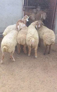 چهار عدد ماده مغانی با یک عدد بره قوچی