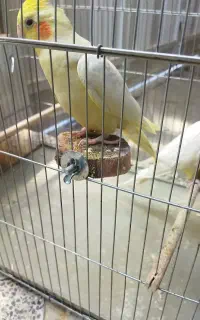عروس هلندی گم شده