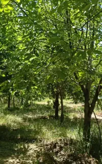 کارگر
