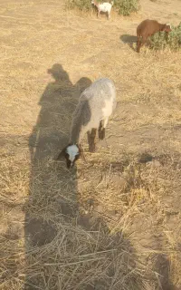بره رومانوف