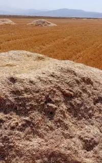 کاه گندم دیم