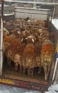 حمل دام زنده حمل ونقل گاوگوسفند